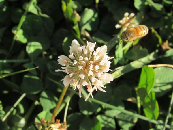 White clover and Honeybee thumbnail