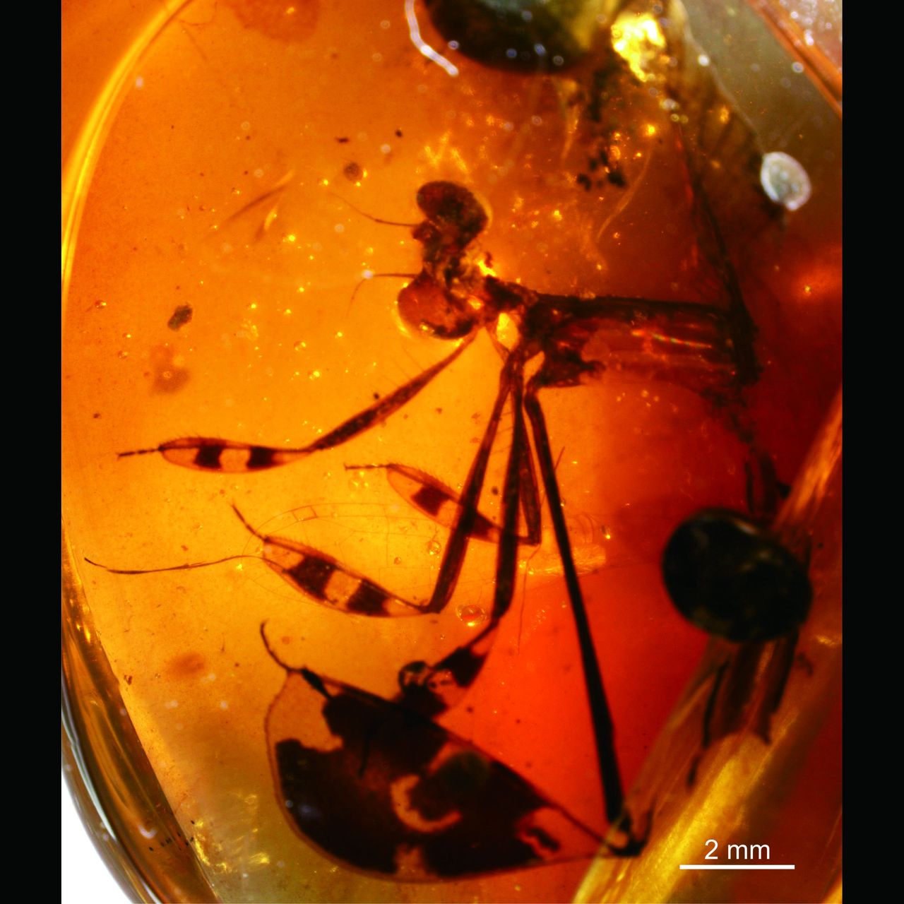 Flirtatious 100-Million-Year-Old Damselflies Found Frozen in Amber
