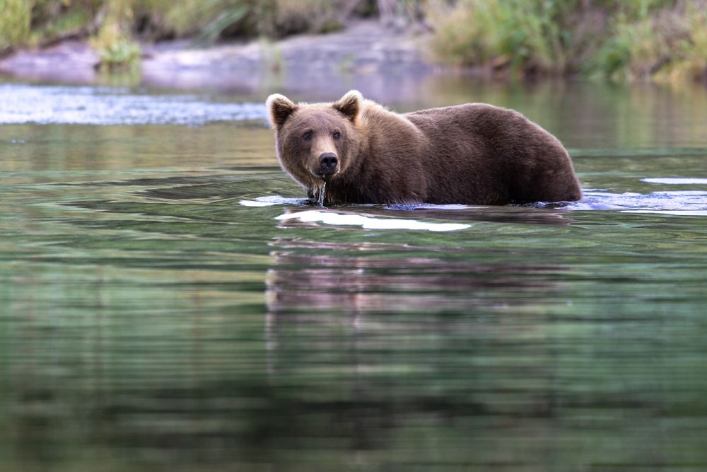 A young female brown bear enters the water while cautiously looking toward more dominant bears fishing upriver. Although the summer salmon run is a time of plenty in Alaska, bears still need to follow a social hierarchy at prime spots.