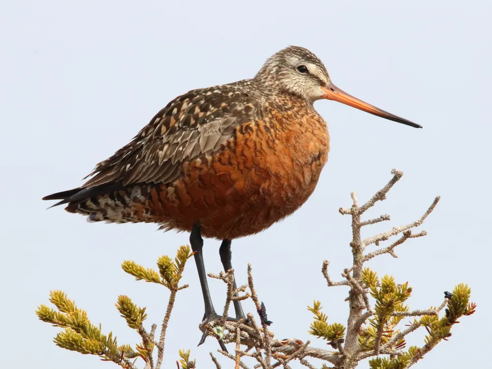 Hudsonian godwit