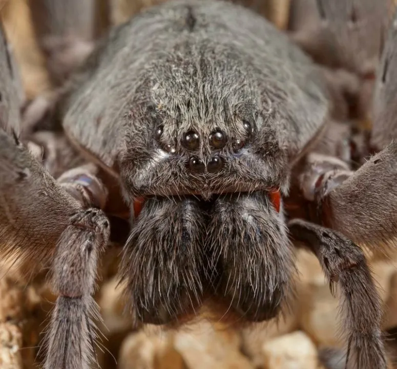 Giant spiders all over San Diego. Here's why – NBC 7 San Diego