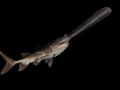 The American paddlefish, which makes spawning migrations up the Yellowstone and Missouri Rivers.
