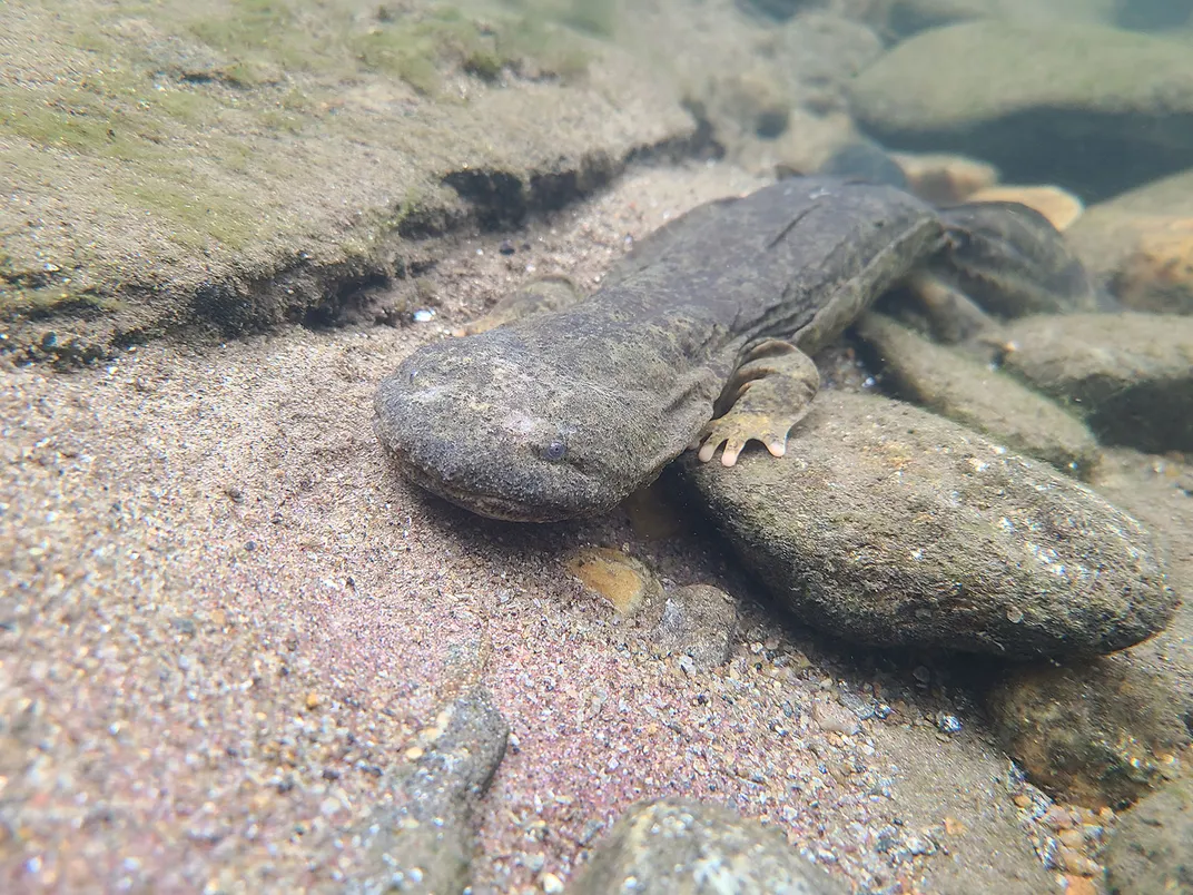 Eastern Hellbender