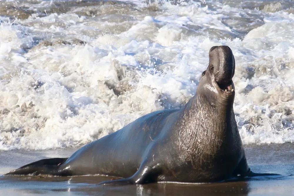 Male Elephant Seal