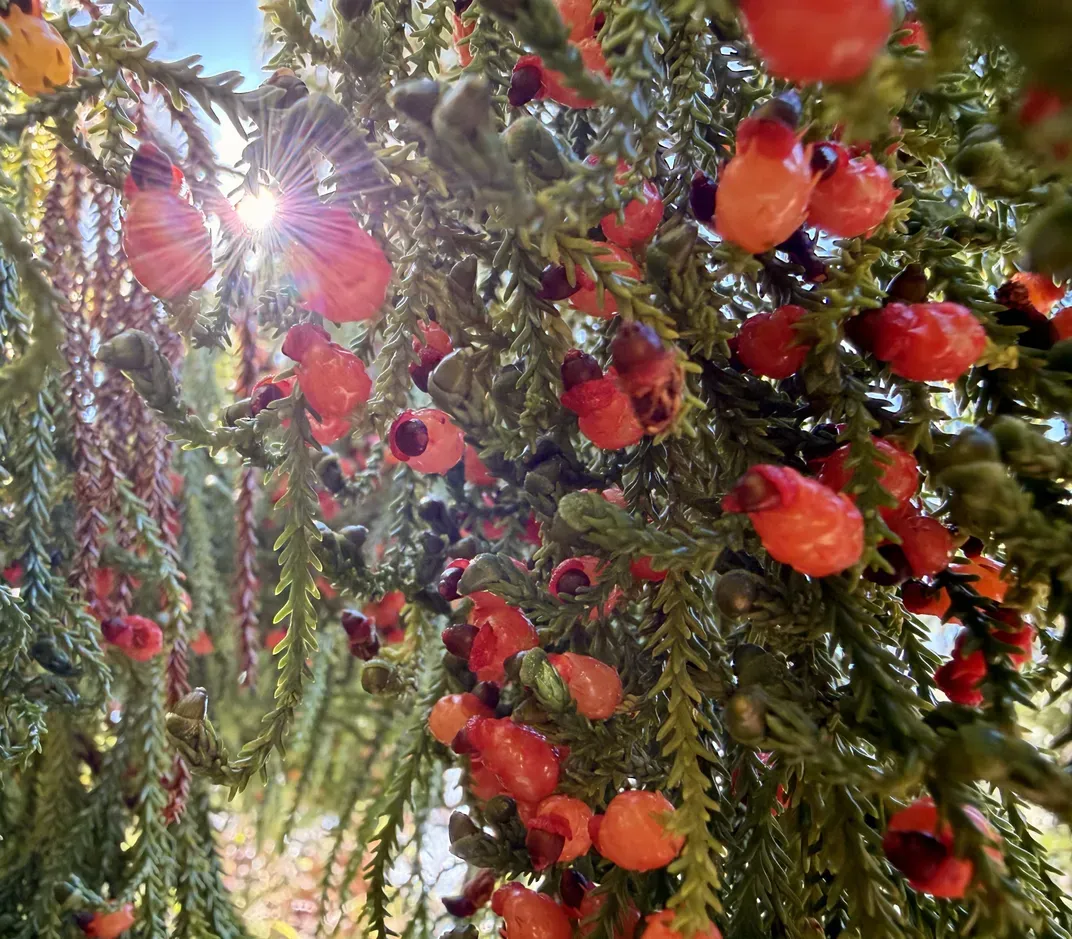 Green foliage with reddish fruits