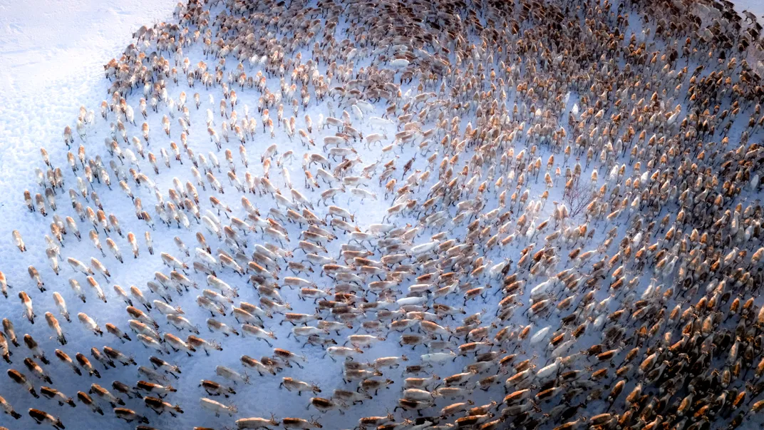 an overhead view of reindeer spiraling in a circle, guided by Indigenous Sámi people