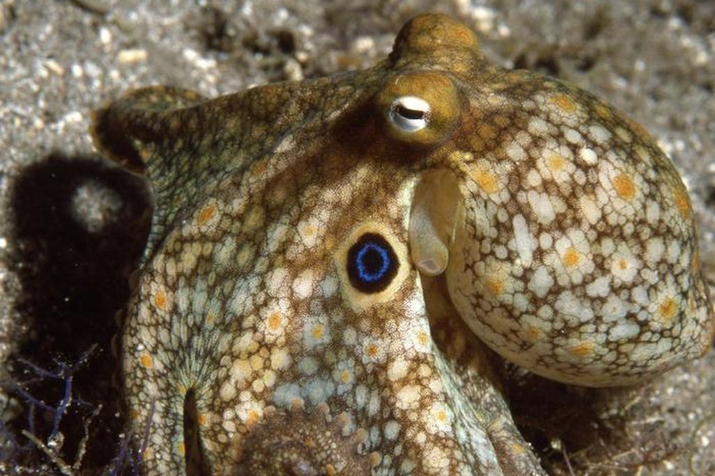 A close-up of a California two-spot octopus