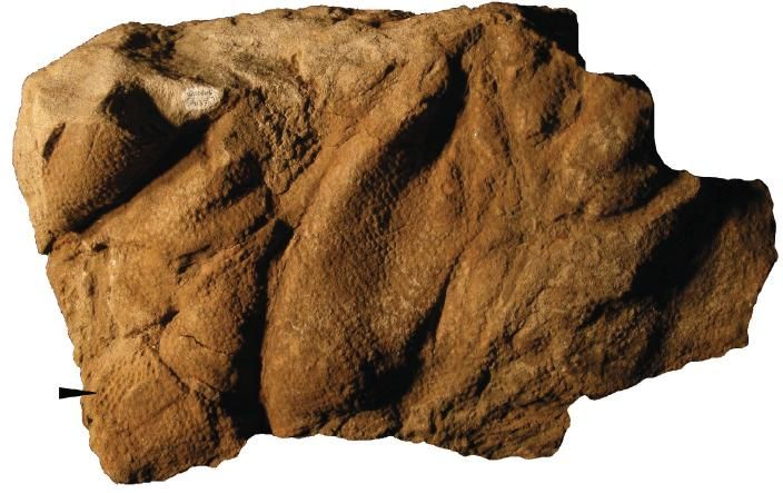 20110520083238hadrosaur-skin-impression.jpg