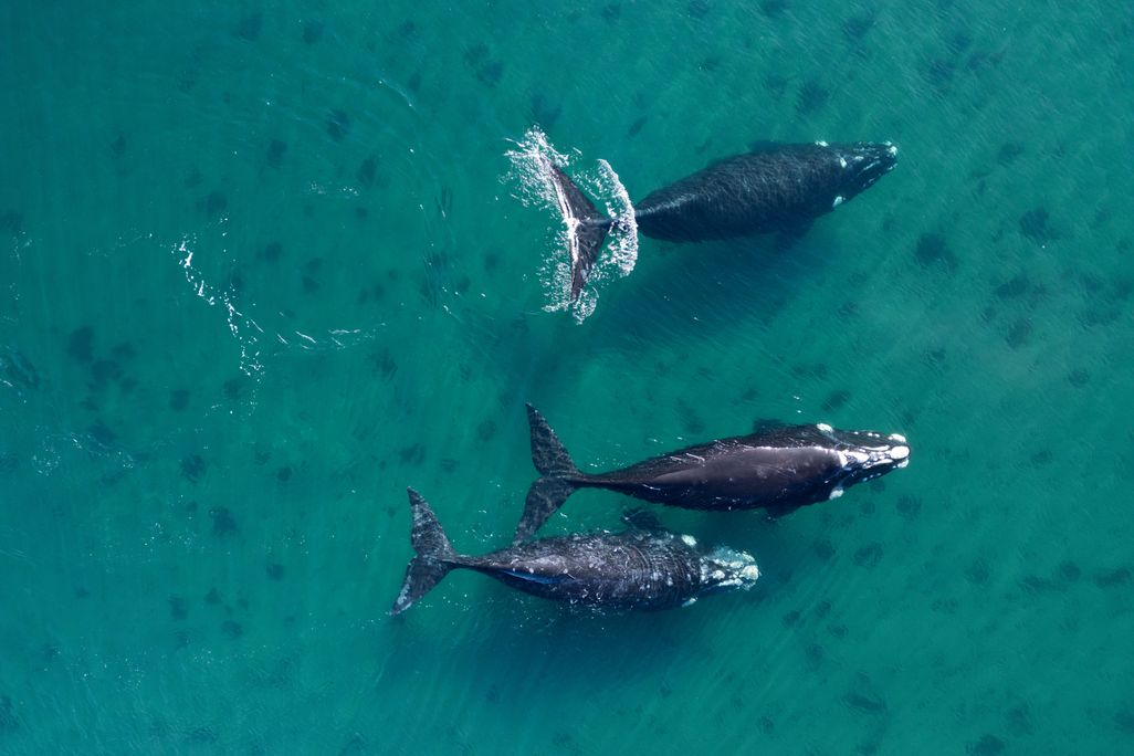 An overhead view looking down at three large whales swimming in water