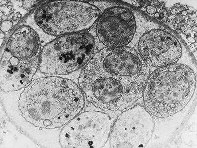 Toxoplasma gondii grows in tissue cysts which can stick around in the body after illness has passed 