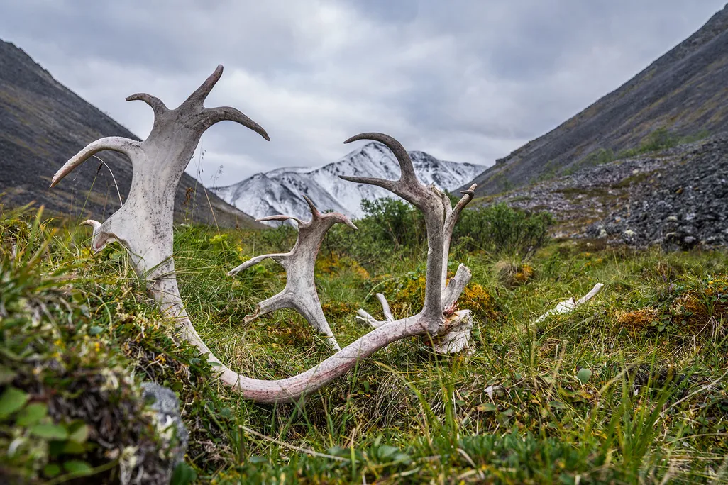 Antler in Field