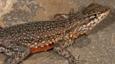 A side-blotched lizard in Utah