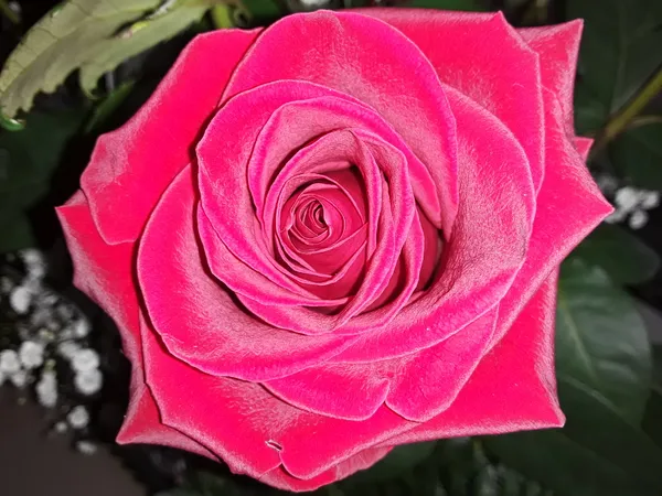 Happy Valentine's Day Red Rose Delight! thumbnail