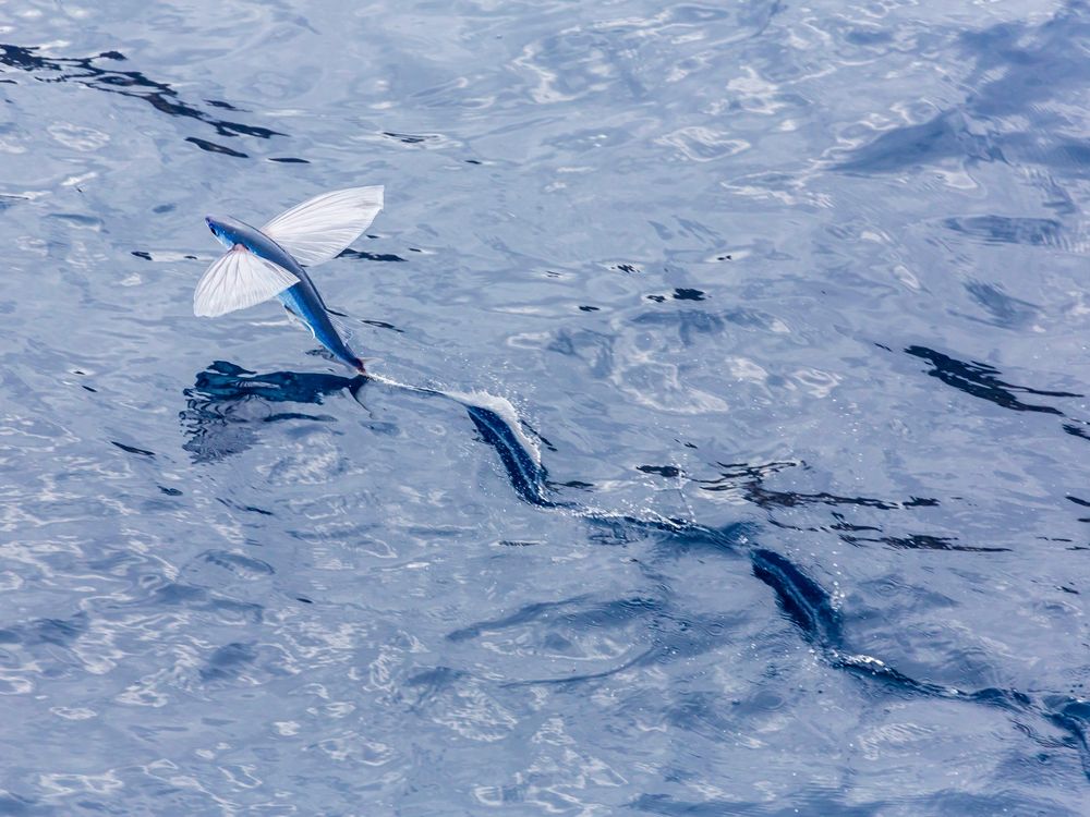 flying fish