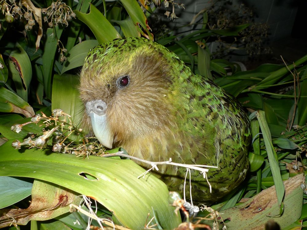 A close-up image of a kakapo. The bird has lime-green feathers, and a face that resembled an owl. 