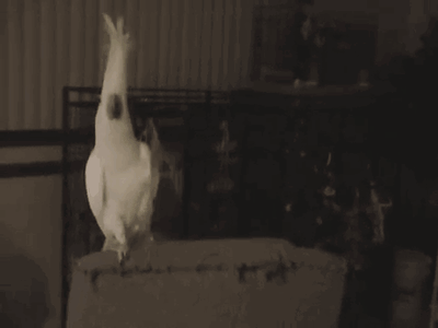pigeon attack gif