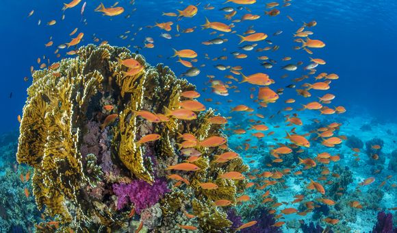 Orange scalefin anthias fish swarm in front of a fire coral in the Red Sea's Ras Mohammed Marine Park, Egypt. (Credit: Alex Mustard, Ocean Image Bank).