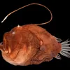 Bizarre Sex Helped Anglerfish Diversify and Dominate the Deep Sea, Study Suggests icon