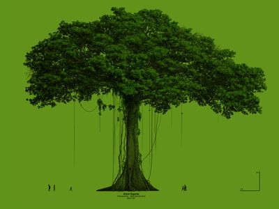 Illustration from the cover of "The First 100 Years of Research on Barro Colorado: Plant and Ecosystem Science (Volumes 1 and 2)"