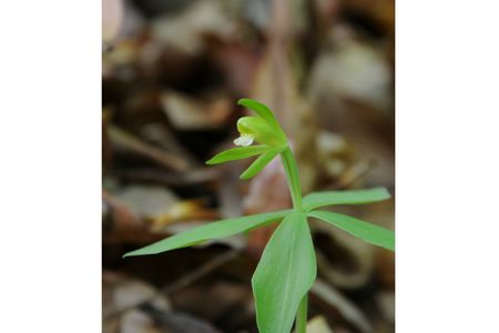 One of the rarest orchids east of the Mississippi, the small-whorled pogonia, emerges from a long dormancy when there is an abundance of specific fungi in the soil.