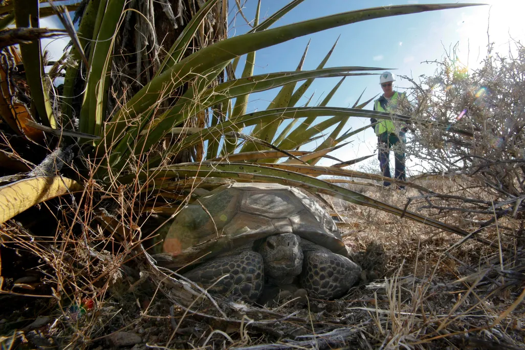 A California biologist watches an old male desert tortoise from a distance.