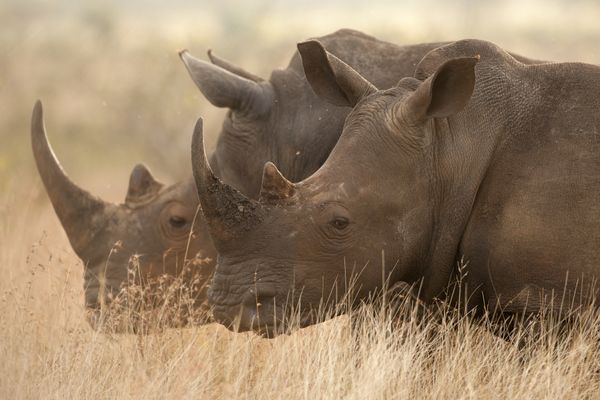 White Rhinoceros in Kruger National Park thumbnail