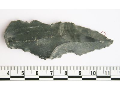 An ancient stone tool used to butcher a rhinoceros.