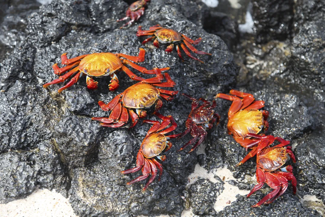 Sally Lightfoot Crabs