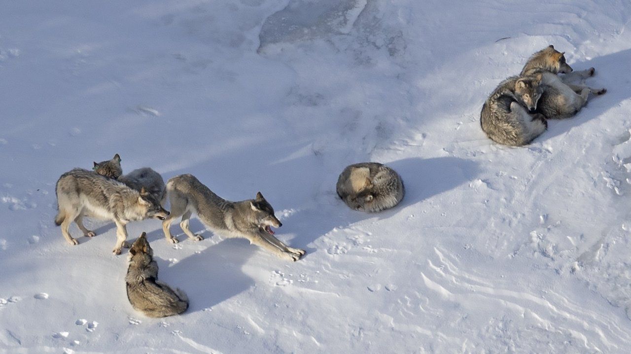 Pack Of Wolves In Snow