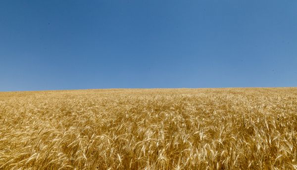 Wheat Field thumbnail