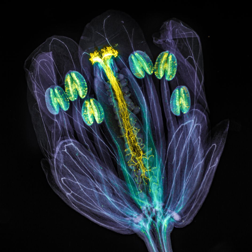 An image of the plant arabidosis thaliana under a microscope