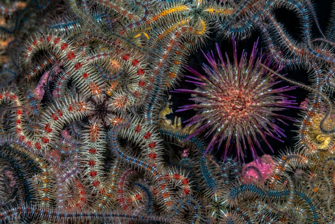 a tangle of colorful sea stars and one purple sea urchin against a black background