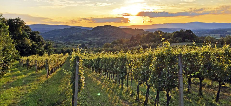  Croatian vineyards 