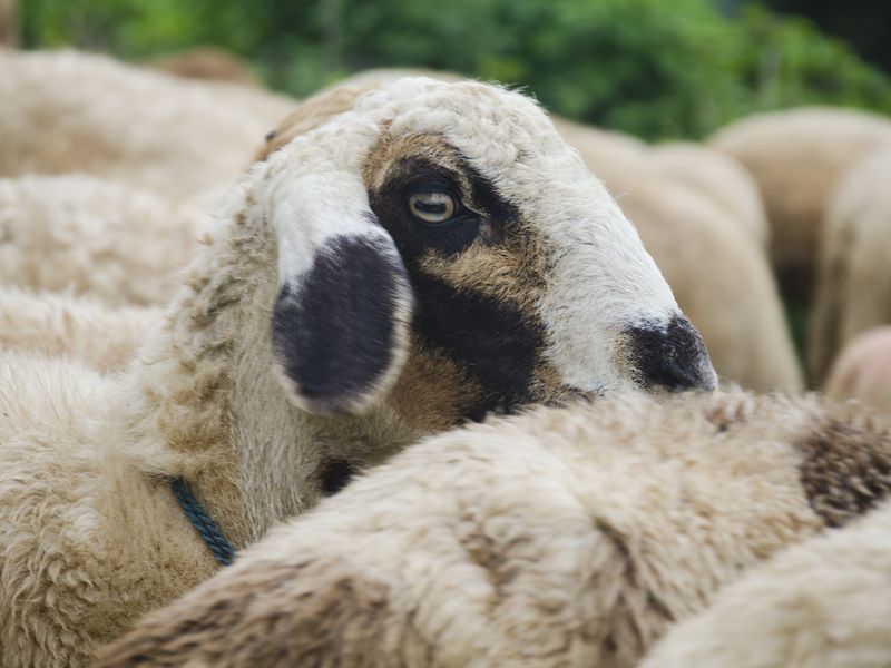 EYE OF A SHEEP Smithsonian Photo Contest Smithsonian Magazine