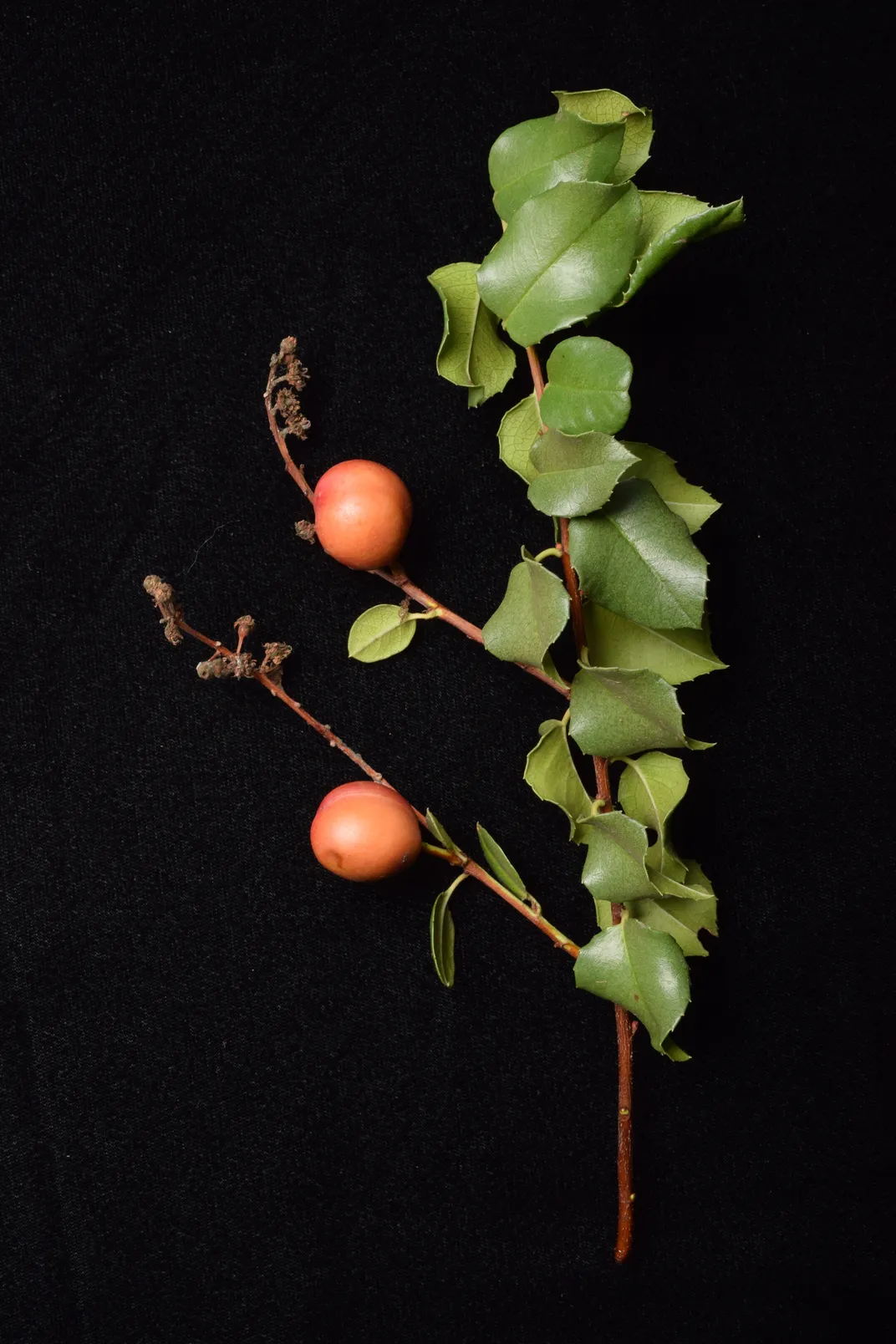 Hollyleaf cherry branch with infructescence