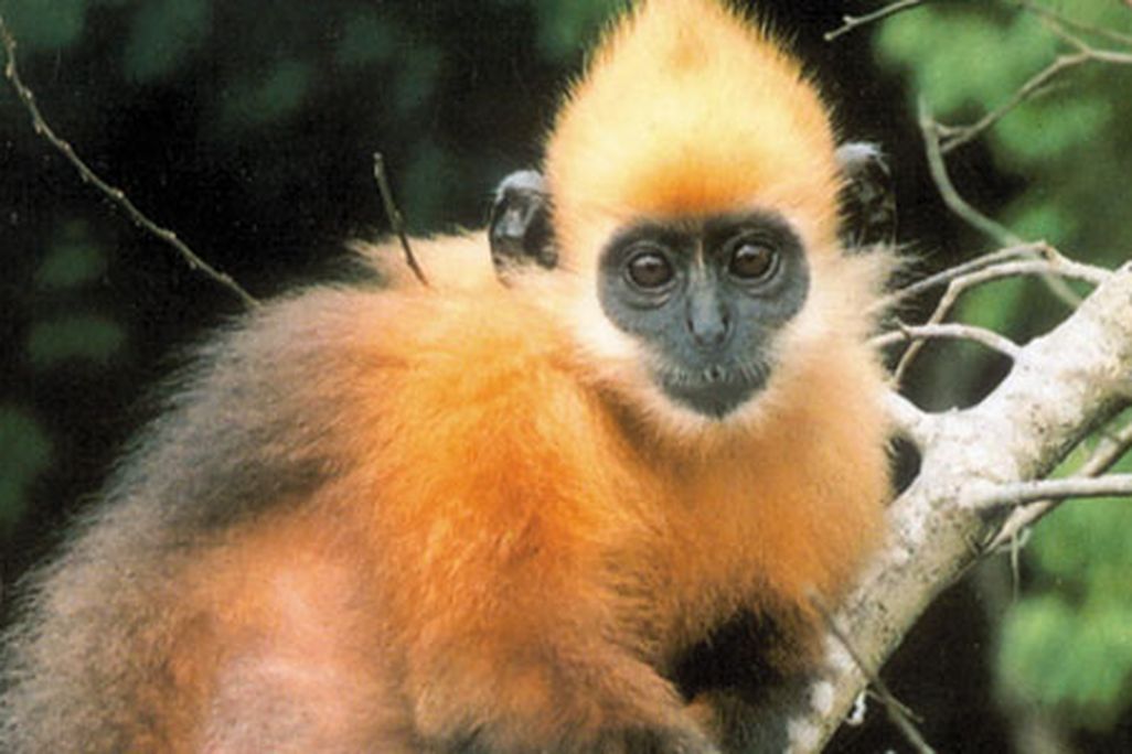 Farewell-Cat-Ba-Langur-631.jpg