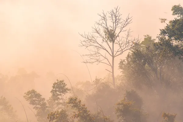 Curves of Trees in the Fog thumbnail