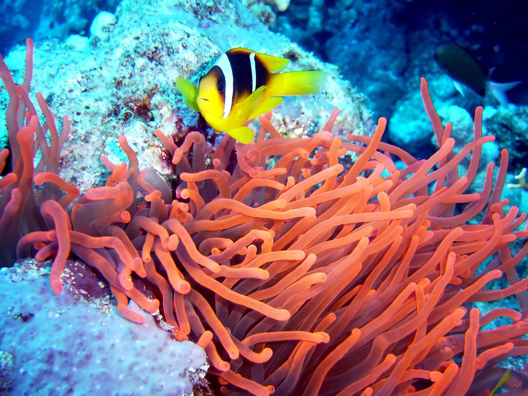 Tropical fish and coral of the Great Barrier Reef