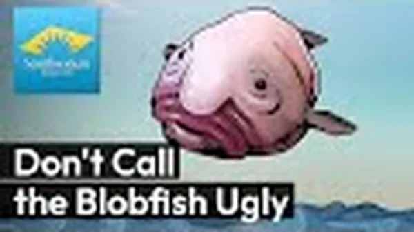 Preview thumbnail for Don't Call the Blobfish Ugly