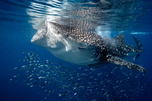 A Filter Frenzy thumbnail