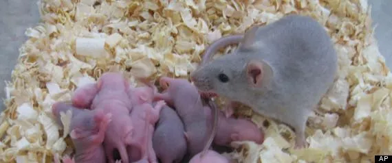 mouse.jpg