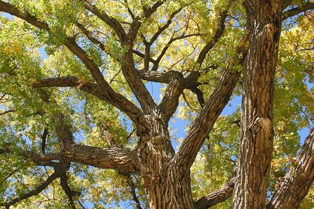 Iowa State University scientists modeled their artificial leaves after cottonwood leaves.