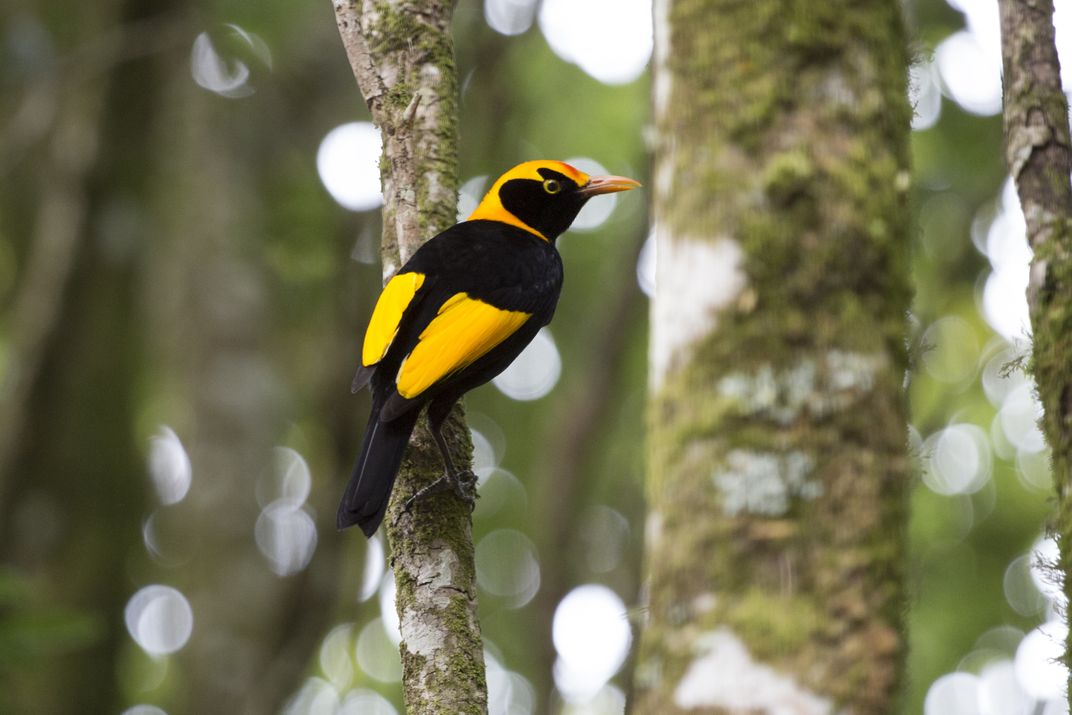 Regent Bowerbird, Lamington National Park