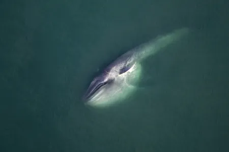 A blue whale has been gathering food deep within the water column and reaches the surface with its throat pleats still distended, forming an enormous pouch. Within a few moments the whale will right itself up, expell the water, swallow the food, take several breaths and dive again.