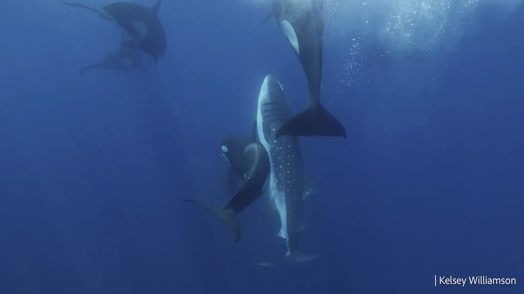 Orcas hunting whale sharks