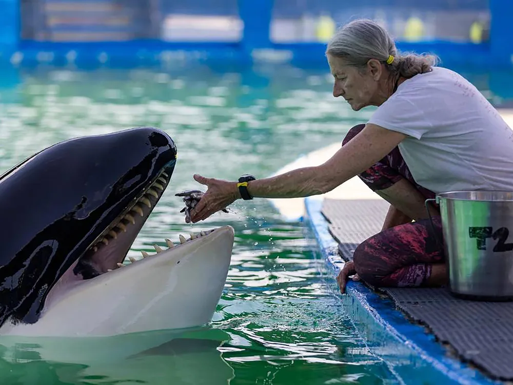 Woman feeding orca in water