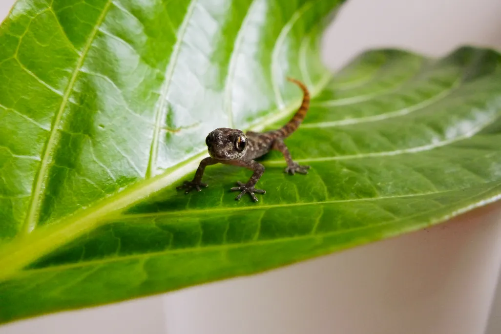 Small lizard on leaf
