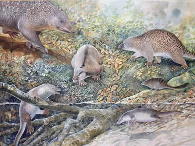 Newly examined fossils suggest monotremes&mdash;egg-laying mammals&mdash;were once much more abundant in Australia than they are today.