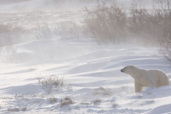 Polar bear warming up in the sun from the blowing snow thumbnail