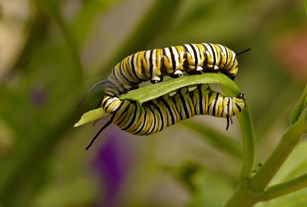 Two monarch caterpillars almost appear as reflections of each others.
